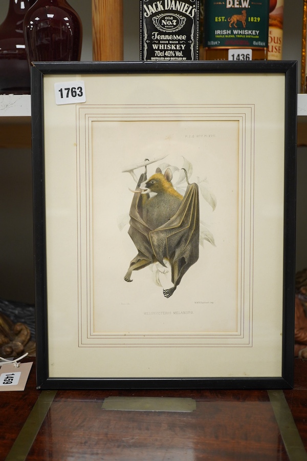After J. Smith, colour lithograph, study of a bat, ‘Melonycteris Melanops’, 21 x 15cm